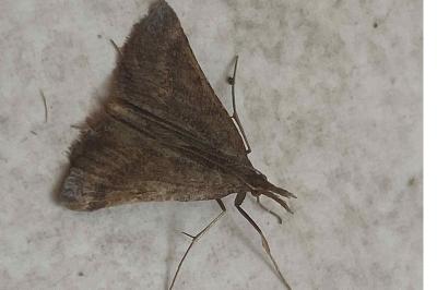 <i>Synaphe punctalis</i>