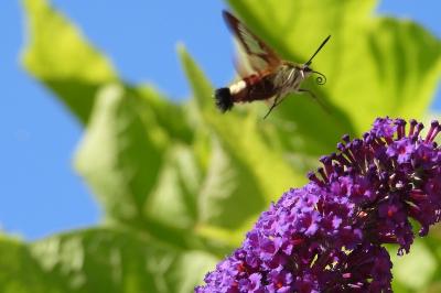<i>Hemaris fuciformis</i>