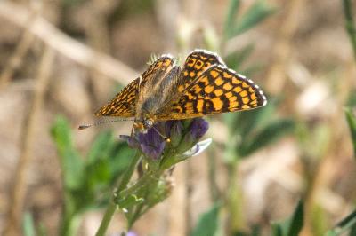 <i>Melitaea cinxia</i>