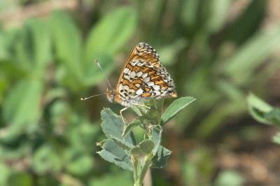 <i>Melitaea cinxia</i>