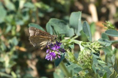 <i>Erynnis tages</i>
