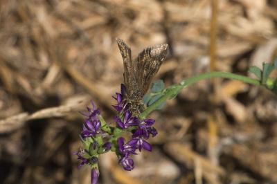 <i>Erynnis tages</i>