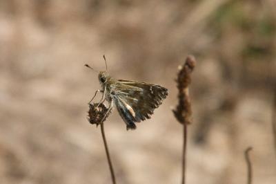 <i>Carcharodus alceae</i>