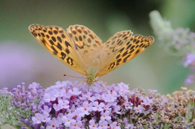 <i>Argynnis paphia</i>