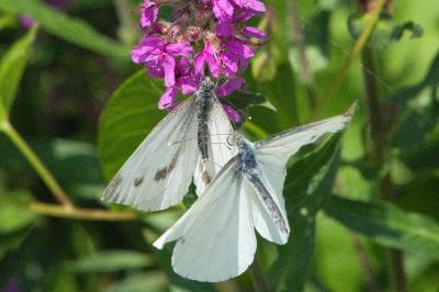 <i>Pieris napi</i>