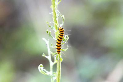<i>Tyria jacobaeae</i>