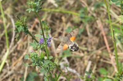 <i>Macroglossum stellatarum</i>