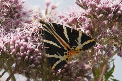 <i>Euplagia quadripunctaria</i>