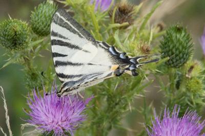 <i>Iphiclides podalirius</i>