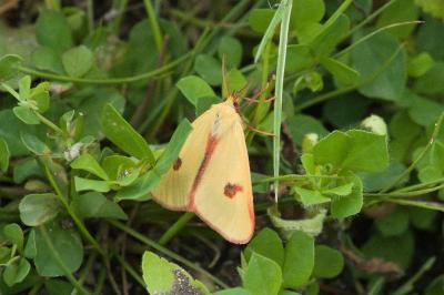 <i>Diacrisia sannio</i>