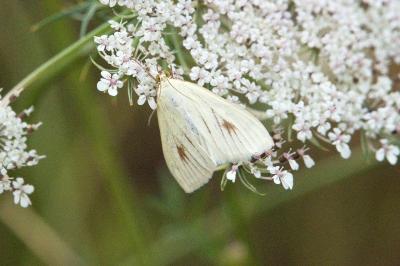 <i>Sitochroa palealis</i>