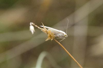 <i>Sitochroa palealis</i>