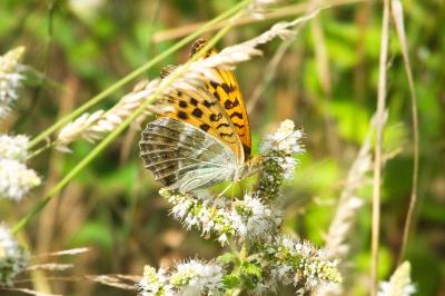 <i>Argynnis paphia</i>