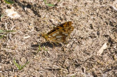 <i>Issoria lathonia</i>