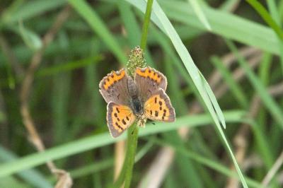 <i>Lycaena phlaeas</i>
