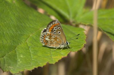 <i>Aricia agestis</i>