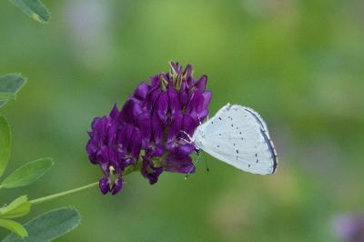 <i>Celastrina argiolus</i>