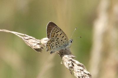 <i>Lycaena tityrus</i>