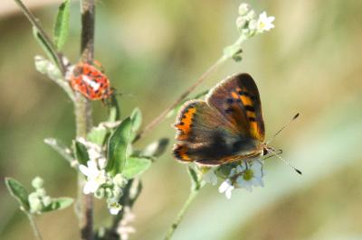 <i>Lycaena phlaeas</i>