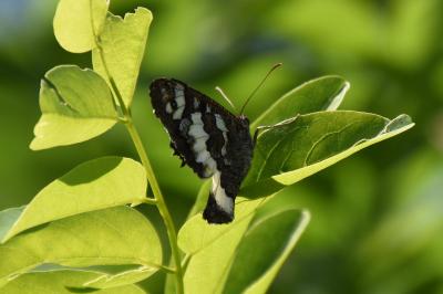 <i>Brintesia circe</i>