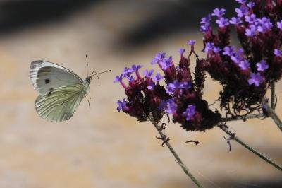 <i>Pieris napi</i>