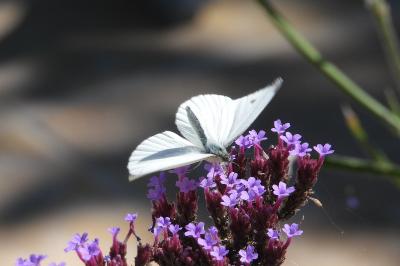 <i>Pieris napi</i>