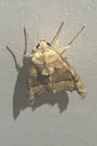 <i>Phlogophora meticulosa</i>