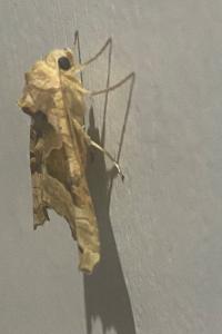 <i>Phlogophora meticulosa</i>