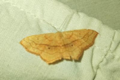 <i>Scopula imitaria</i>