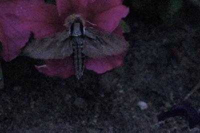 <i>Hyloicus pinastri</i>