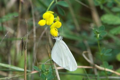 <i>Leptidea sinapis</i>