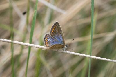 <i>Polyommatus icarus</i>
