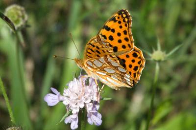 <i>Issoria lathonia</i>