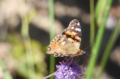 <i>Vanessa cardui</i>