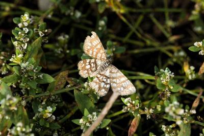 <i>Chiasmia clathrata</i>