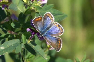 <i>Polyommatus icarus</i>