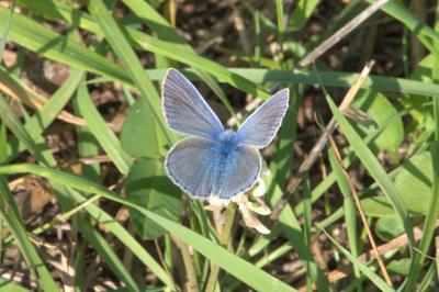 <i>Polyommatus icarus</i>