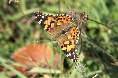 <i>Vanessa cardui</i>