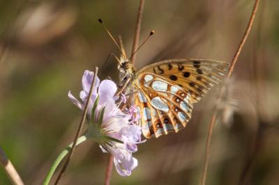 <i>Issoria lathonia</i>