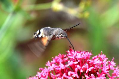 <i>Macroglossum stellatarum</i>