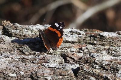 Vanessa atalanta