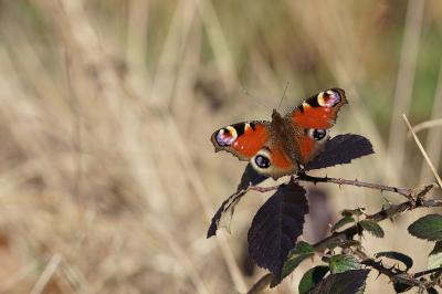 <i>Aglais io</i>