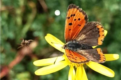 <i>Lycaena phlaeas</i>