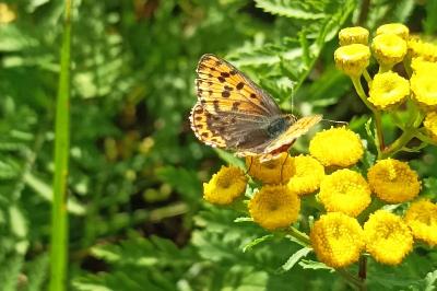 <i>Lycaena tityrus</i>