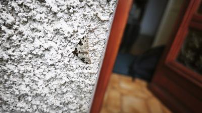 <i>Xanthorhoe fluctuata</i>