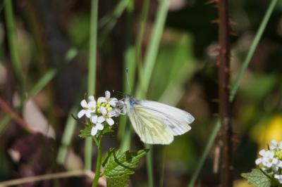 <i>Pieris napi</i>