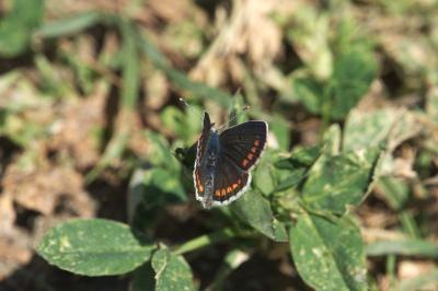 Aricia agestis