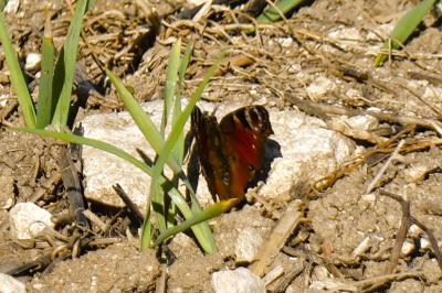 <i>Aglais io</i>