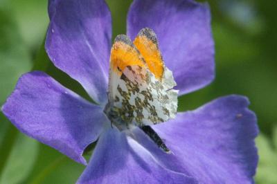 <i>Anthocharis cardamines</i>