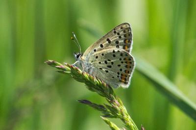 <i>Lycaena tityrus</i>